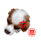 キャバリア♂ライト_毎日ゆるカワ漢字ver.（個別スタンプ：2）