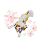 キャバリア♂ライト_毎日ゆるカワ漢字ver.（個別スタンプ：5）