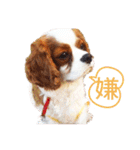 キャバリア♂ライト_毎日ゆるカワ漢字ver.（個別スタンプ：8）
