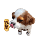 キャバリア♂ライト_毎日ゆるカワ漢字ver.（個別スタンプ：10）
