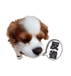 キャバリア♂ライト_毎日ゆるカワ漢字ver.（個別スタンプ：12）
