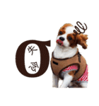 キャバリア♂ライト_毎日ゆるカワ漢字ver.（個別スタンプ：13）