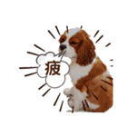 キャバリア♂ライト_毎日ゆるカワ漢字ver.（個別スタンプ：14）