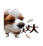 キャバリア♂ライト_毎日ゆるカワ漢字ver.（個別スタンプ：18）