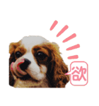 キャバリア♂ライト_毎日ゆるカワ漢字ver.（個別スタンプ：19）