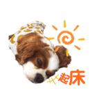 キャバリア♂ライト_毎日ゆるカワ漢字ver.（個別スタンプ：22）