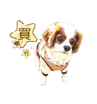 キャバリア♂ライト_毎日ゆるカワ漢字ver.（個別スタンプ：30）