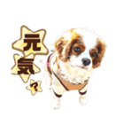 キャバリア♂ライト_毎日ゆるカワ漢字ver.（個別スタンプ：32）