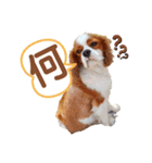 キャバリア♂ライト_毎日ゆるカワ漢字ver.（個別スタンプ：33）