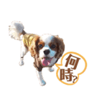 キャバリア♂ライト_毎日ゆるカワ漢字ver.（個別スタンプ：34）