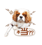 キャバリア♂ライト_毎日ゆるカワ漢字ver.（個別スタンプ：37）