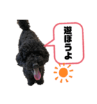 黒プーのもずく（個別スタンプ：5）