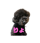 黒プーのもずく（個別スタンプ：8）