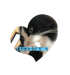 ハチ猫ジムくん（個別スタンプ：1）