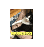 ハチ猫ジムくん（個別スタンプ：3）