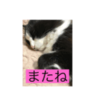 ハチ猫ジムくん（個別スタンプ：4）