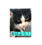 ハチ猫ジムくん（個別スタンプ：5）