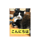 ハチ猫ジムくん（個別スタンプ：6）
