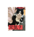 ハチ猫ジムくん（個別スタンプ：7）