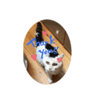 ふわふわミミ（個別スタンプ：4）