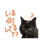 くっきーとさすけ（個別スタンプ：7）