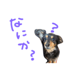 くっきーとさすけ（個別スタンプ：10）