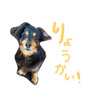 くっきーとさすけ（個別スタンプ：12）