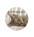 ねこ日常v.2.5（個別スタンプ：1）