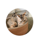 ねこ日常v.2.5（個別スタンプ：2）