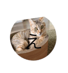 ねこ日常v.2.5（個別スタンプ：3）