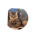 ねこ日常v.2.5（個別スタンプ：4）