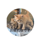 ねこ日常v.2.5（個別スタンプ：5）
