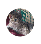 ねこ日常v.2.5（個別スタンプ：8）
