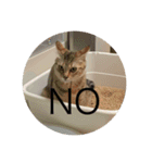 ねこ日常v.2.5（個別スタンプ：10）
