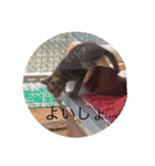 ねこ日常v.2.5（個別スタンプ：11）