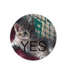 ねこ日常v.2.5（個別スタンプ：12）