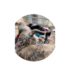 ねこ日常v.2.5（個別スタンプ：13）