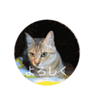 ねこ日常v.2.5（個別スタンプ：14）
