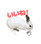 うさぎのしらすちゃん！（個別スタンプ：2）