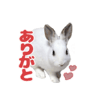 うさぎのしらすちゃん！（個別スタンプ：3）
