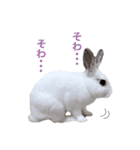 うさぎのしらすちゃん！（個別スタンプ：4）
