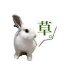 うさぎのしらすちゃん！（個別スタンプ：5）