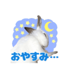 うさぎのしらすちゃん！（個別スタンプ：7）