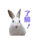 うさぎのしらすちゃん！（個別スタンプ：9）
