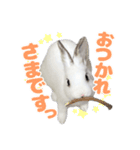 うさぎのしらすちゃん！（個別スタンプ：10）