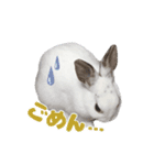うさぎのしらすちゃん！（個別スタンプ：11）