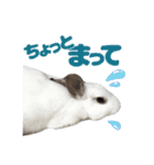 うさぎのしらすちゃん！（個別スタンプ：12）