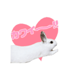 うさぎのしらすちゃん！（個別スタンプ：13）