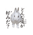 うさぎのしらすちゃん！（個別スタンプ：15）