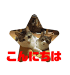 犬猫三昧⑨（個別スタンプ：1）